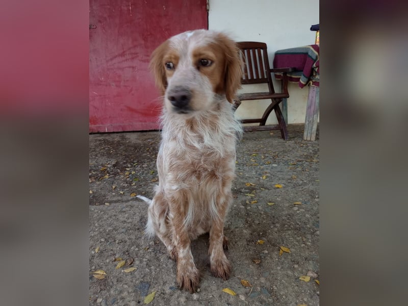 Nemo - Ein sanfter Spaniel-Mix sucht endlich Sicherheit