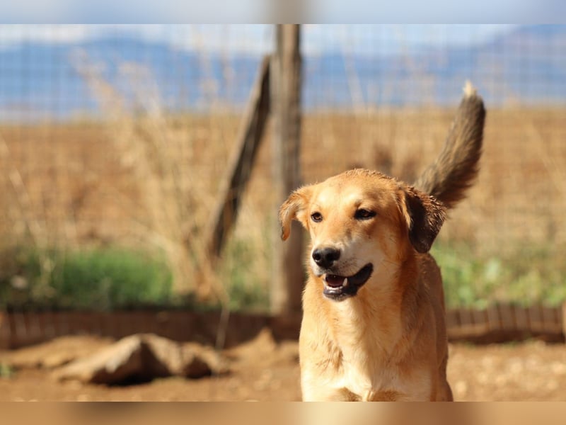 Fiona – Zartes Glück auf vier Pfoten sucht ihr Für-immer-Zuhause