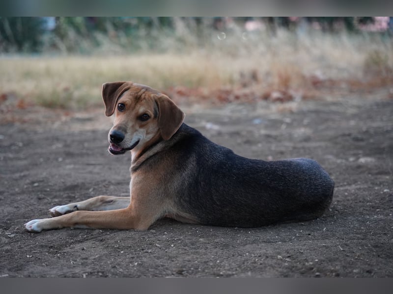 Fanni – Ein liebevolles Energiebündel sucht endlich Sicherheit