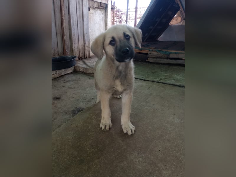 Tom - Welpenpower mit ganz viel Herz