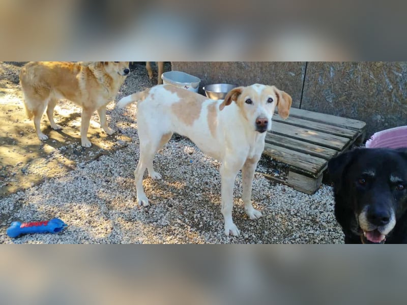 Sotiria – ein sanftes Hundeherz sucht endlich ihr eigenes Zuhause