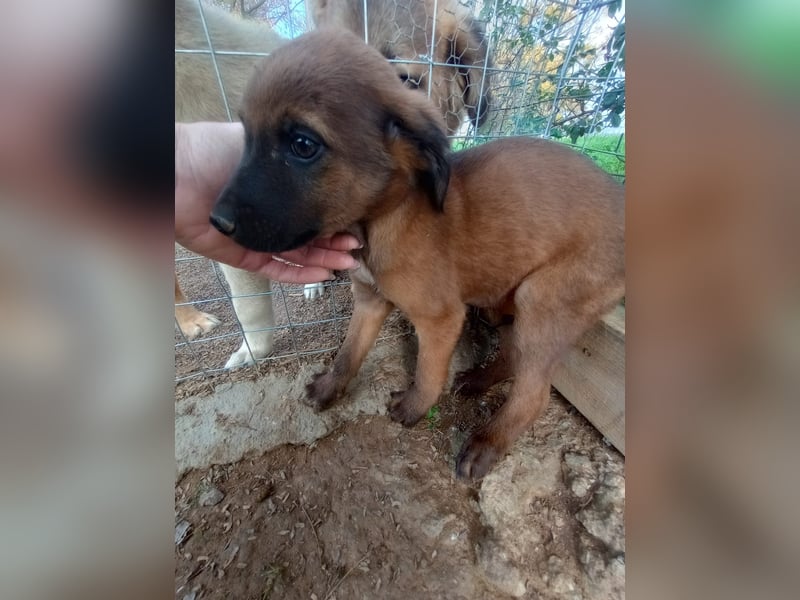 Timos - Ein kleiner Welpe sucht sein Zuhause für immer