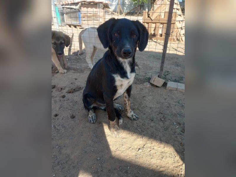 David - Ein kleiner Kämpfer auf der Suche nach einem Zuhause