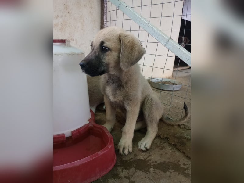 Tom - Welpenpower mit ganz viel Herz