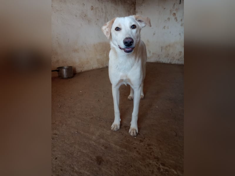 Rania - Freundliche Hündin sucht ein liebevolles Zuhause Rania - Freundliche Hündin sucht ein liebevolles Zuhause