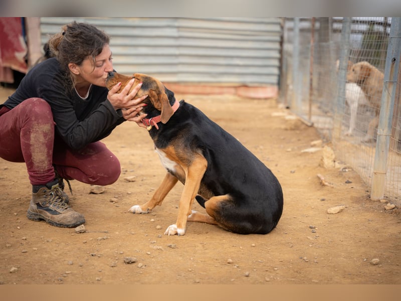 Olivia – eine liebevolle Jagdhündin sucht Geborgenheit