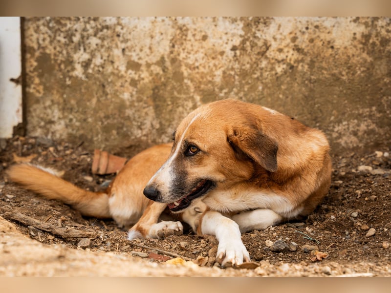 GIOZ - ein Auge, aber trotzdem voller Liebe