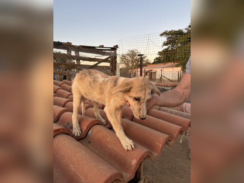 Pepper – kleiner Kämpfer sucht sein Zuhause