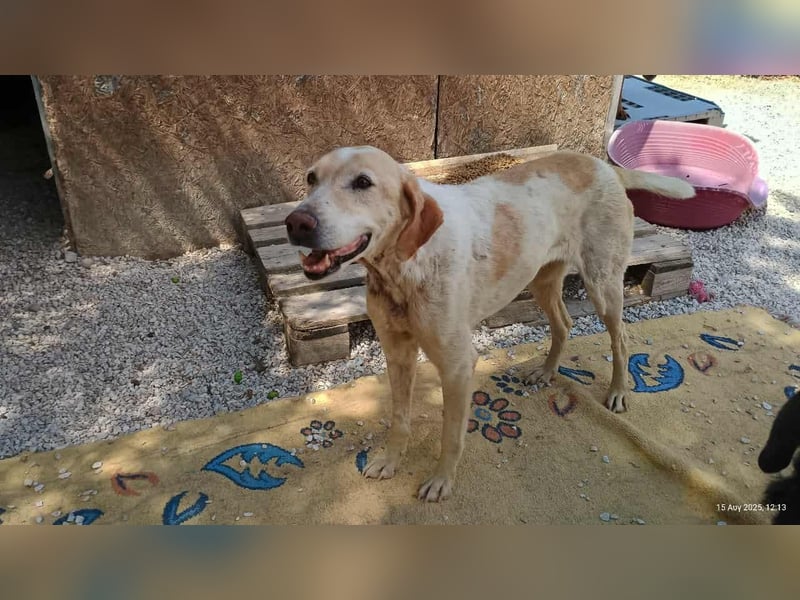 Sotiria – ein sanftes Hundeherz sucht endlich ihr eigenes Zuhause