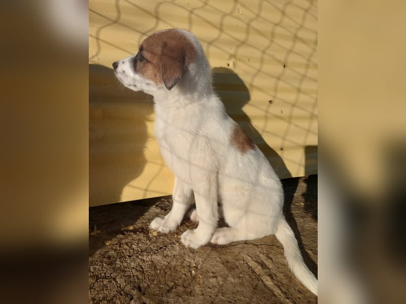 Deniz - Ein fröhlicher Begleiter für's Leben