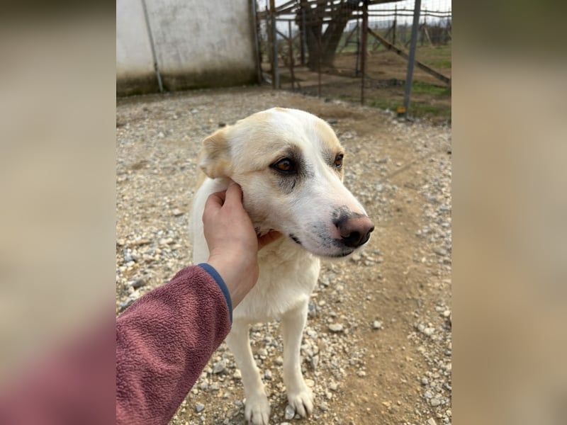 Lucy – eine sanfte, hübsche Seele, die endlich ein Zuhause verdient hat