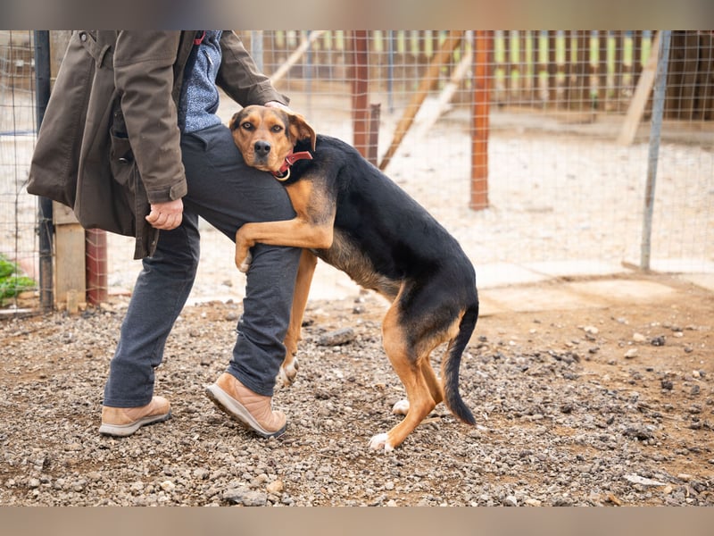 Olivia – eine liebevolle Jagdhündin sucht Geborgenheit