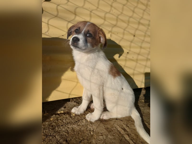 Deniz - Ein fröhlicher Begleiter für's Leben