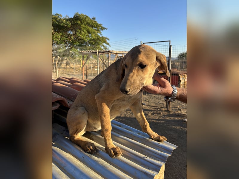 Roxi - Wlepenmädchen sucht ihr Zuhause