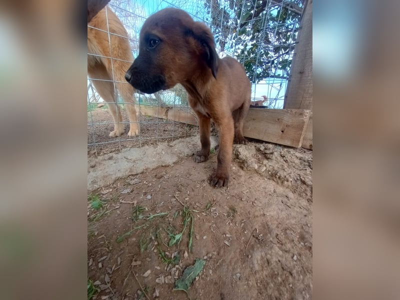 Timos - Ein kleiner Welpe sucht sein Zuhause für immer