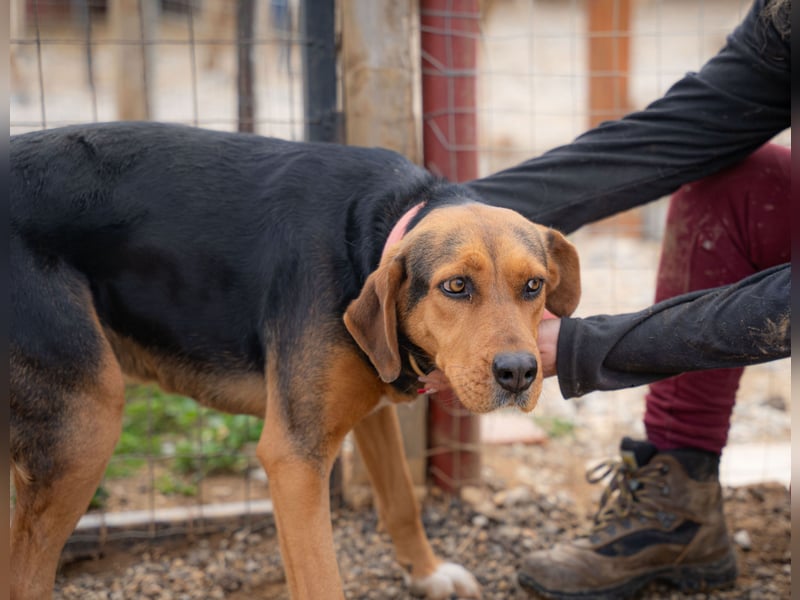 Olivia – eine liebevolle Jagdhündin sucht Geborgenheit
