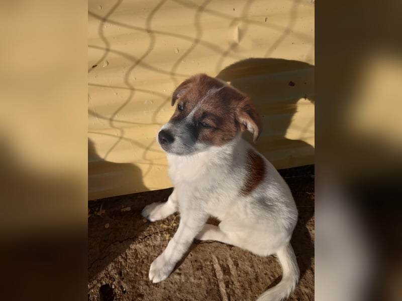 Deniz - Ein fröhlicher Begleiter für's Leben