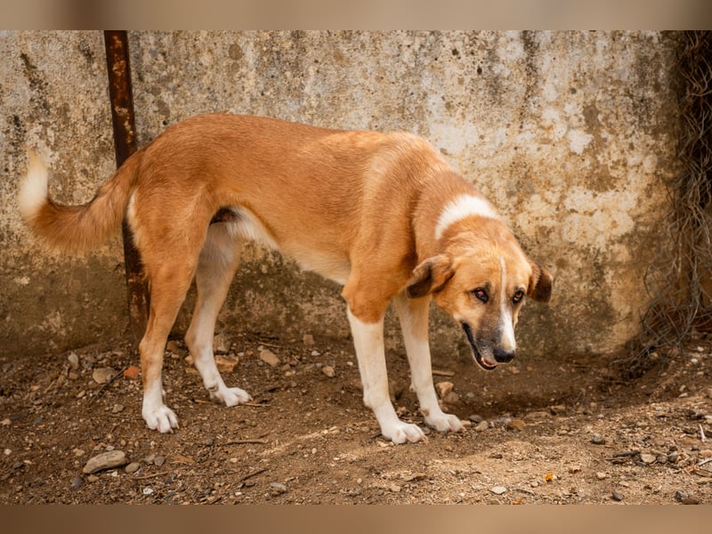 Gioz- ein Auge aber trotzdem voller Liebe