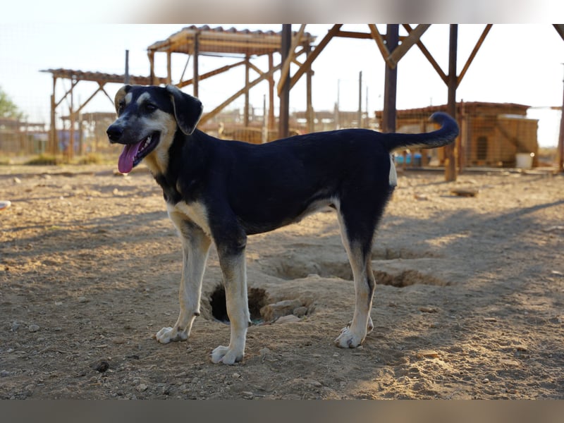 Nina- Eine junge Hündin sucht ihr Herz-Zuhause  Nina wurde ca. Anfang 2025 geboren und kam als sehr