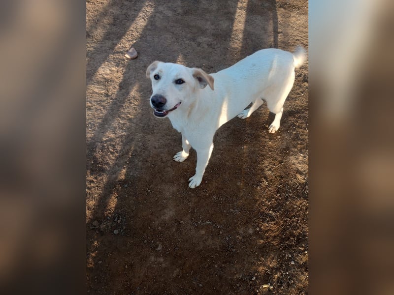 Rania - Freundliche Hündin sucht ein liebevolles Zuhause Rania - Freundliche Hündin sucht ein liebevolles Zuhause