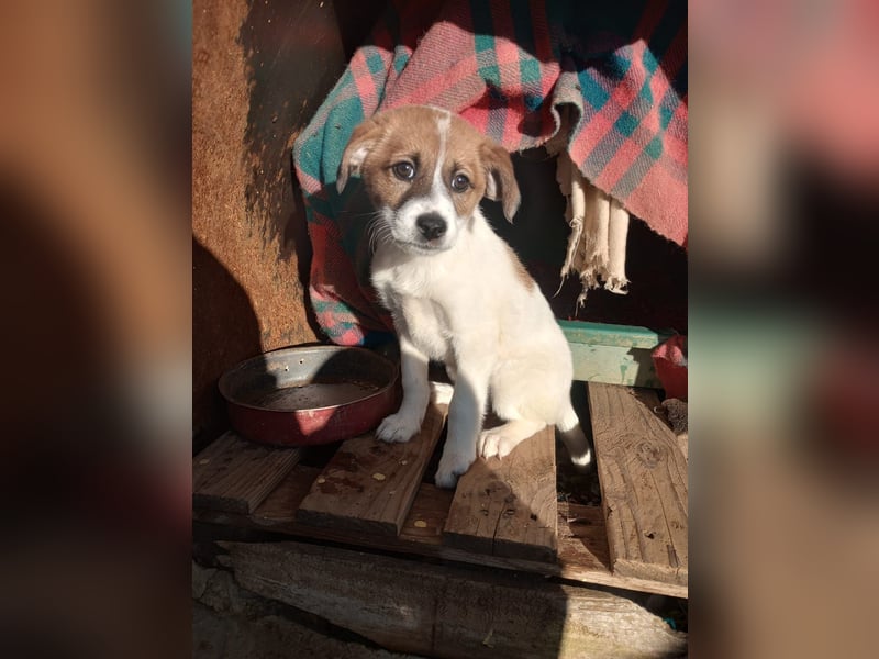 Deniz - Ein fröhlicher Begleiter für's Leben