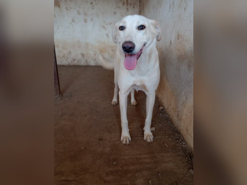 Rania - Freundliche Hündin sucht ein liebevolles Zuhause Rania - Freundliche Hündin sucht ein liebevolles Zuhause