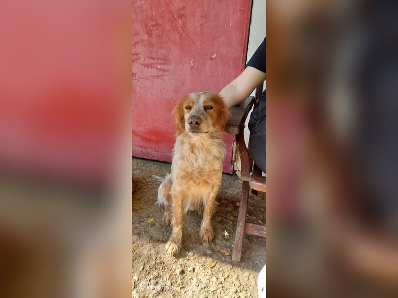 Nemo - Ein sanfter Spaniel-Mix sucht endlich Sicherheit