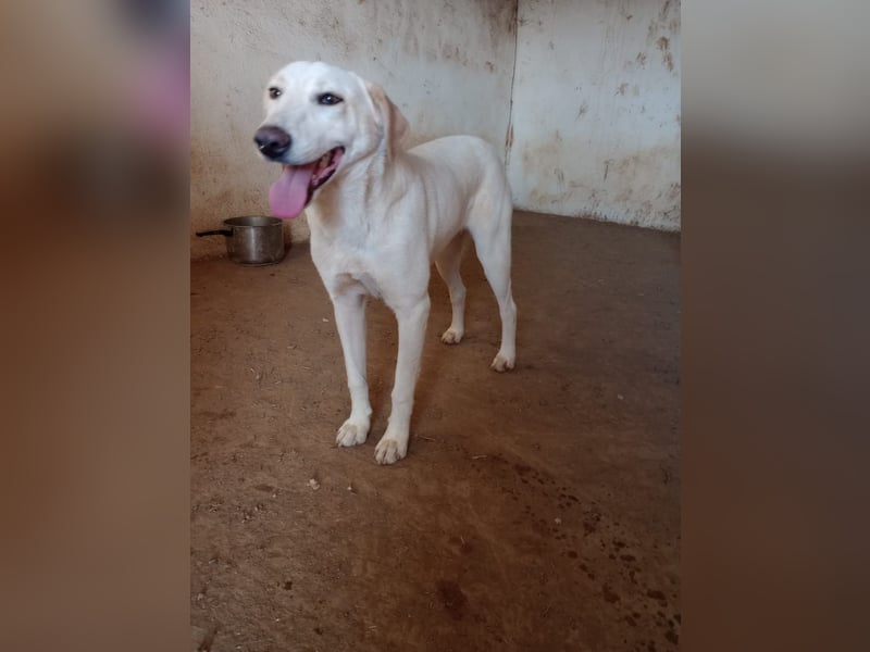 Rania - Freundliche Hündin sucht ein liebevolles Zuhause Rania - Freundliche Hündin sucht ein liebevolles Zuhause