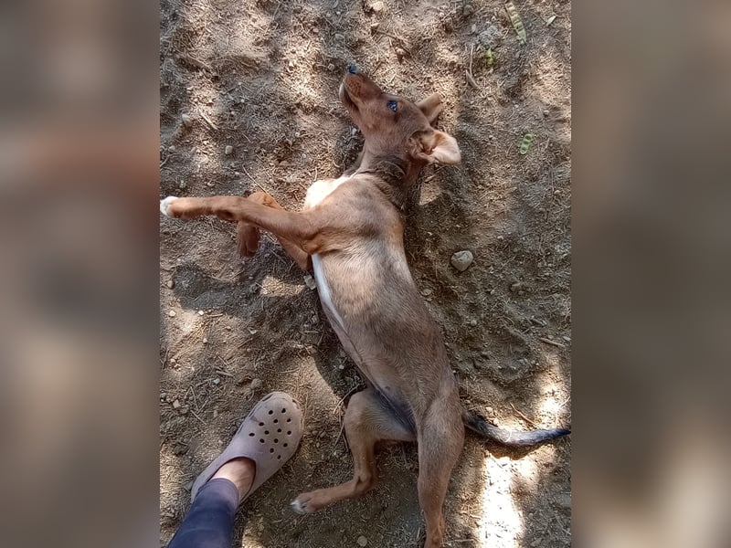 Cookie - Jagdhundmix Wlepe sucht ihr Glück