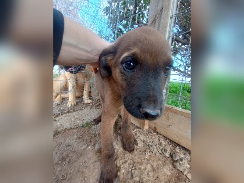 Timos - Ein kleiner Welpe sucht sein Zuhause für immer