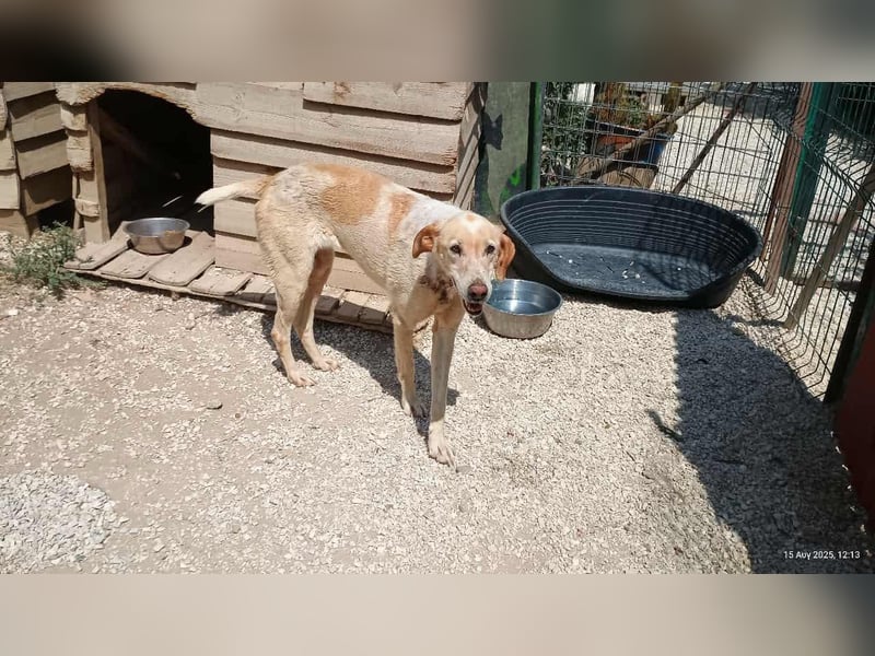 Sotiria – ein sanftes Hundeherz sucht endlich ihr eigenes Zuhause