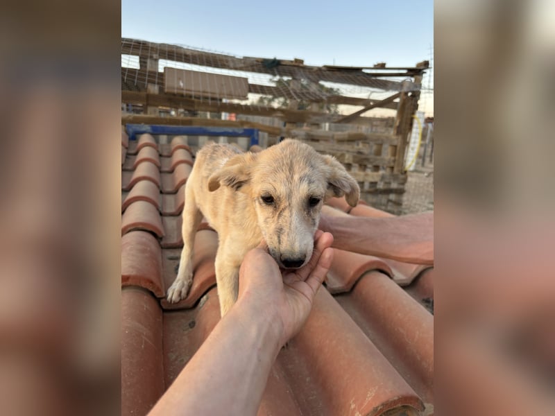 Pepper – kleiner Kämpfer sucht sein Zuhause