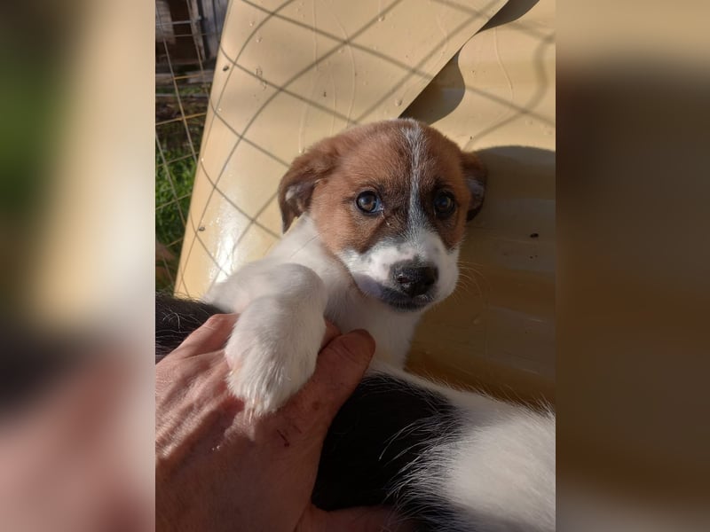 Deniz - Ein fröhlicher Begleiter für's Leben