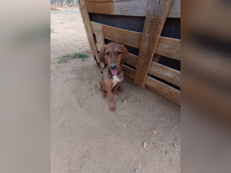 Cookie - Jagdhundmix Wlepe sucht ihr Glück