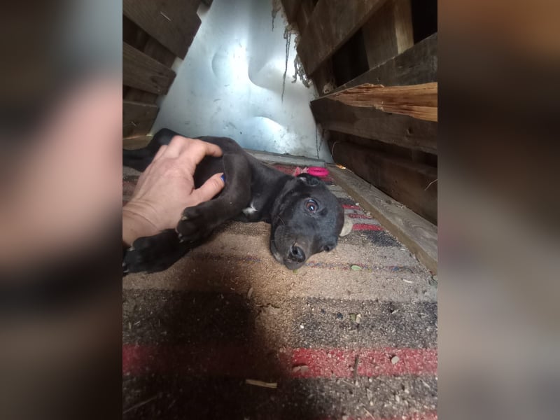 Lacta – Eine liebe, soziale Hündin sucht ihr Zuhause fürs Leben