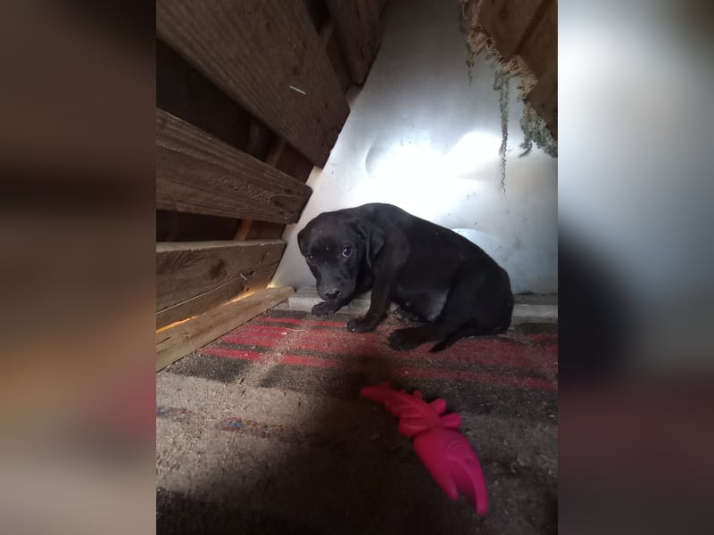 Lacta – Eine liebe, soziale Hündin sucht ihr Zuhause fürs Leben