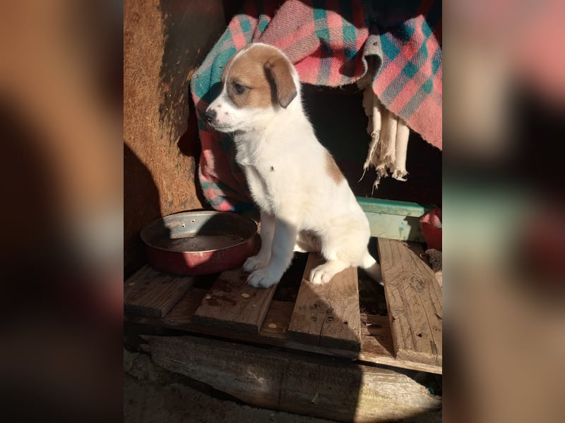 Deniz - Ein fröhlicher Begleiter für's Leben