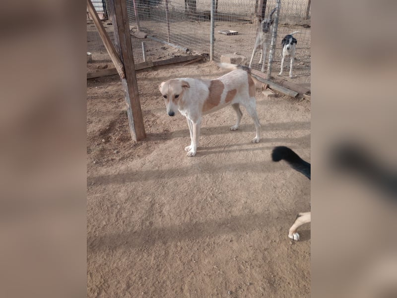 Gloria - Liebevoller Wirbelwind sucht ein Zuhause