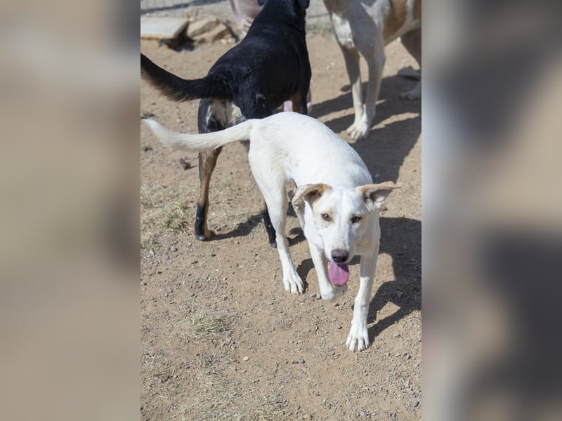 Rania - Freundliche Hündin sucht ein liebevolles Zuhause Rania - Freundliche Hündin sucht ein liebevolles Zuhause