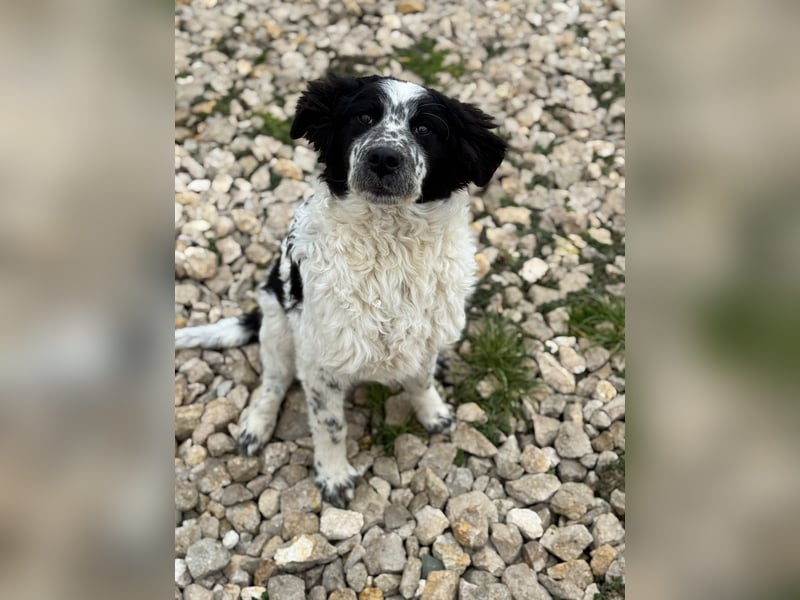 CALIN sucht seine Menschen