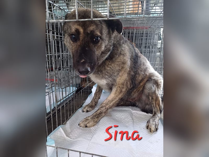 SINA sucht ihr Zuhause