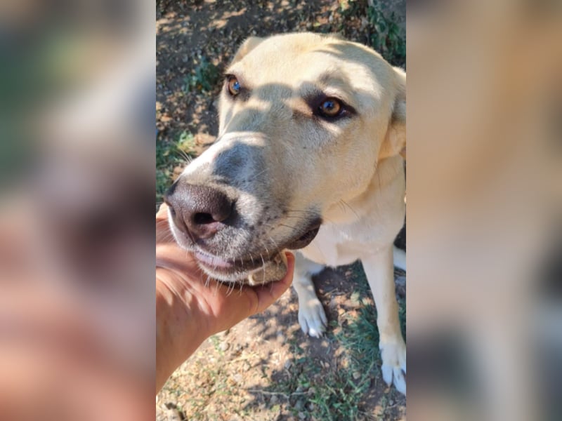 LOLA - sucht ihre Menschen