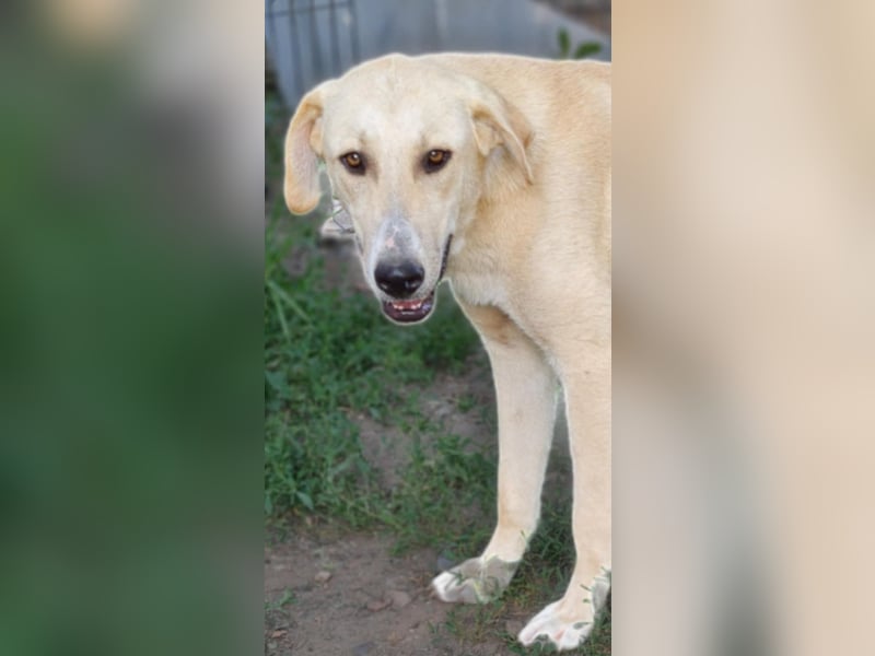 LOLA - sucht ihre Menschen