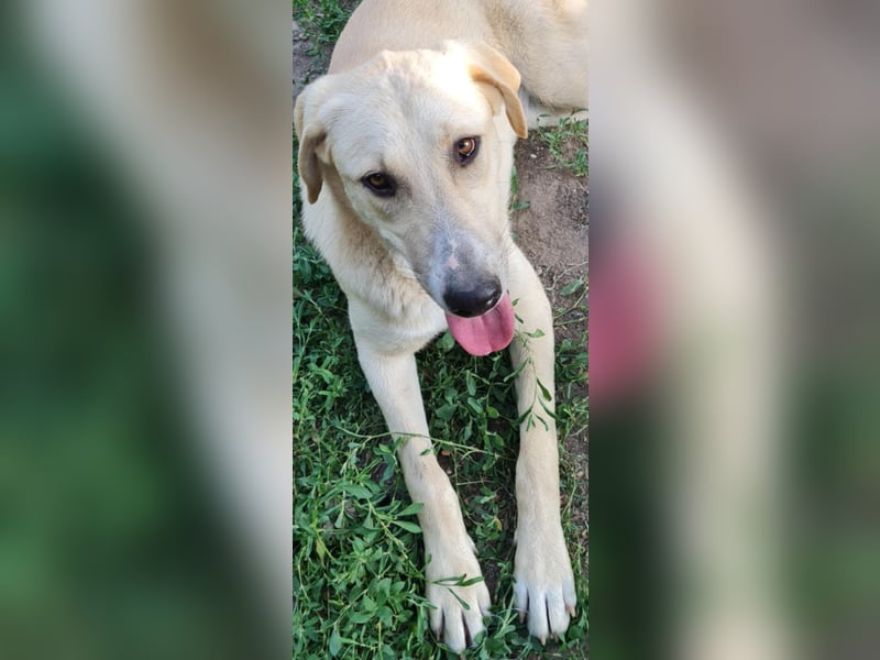 LOLA - sucht ihre Menschen