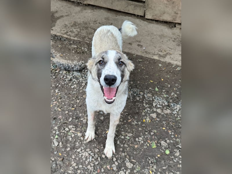 SOARE hätte gerne einen Platz für's Leben