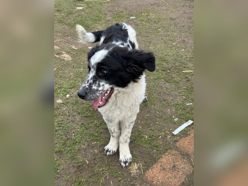 CALIN sucht seine Menschen