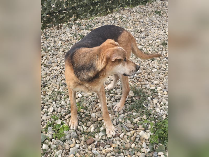 STEVIE - man sieht nur mit dem Herzen gut