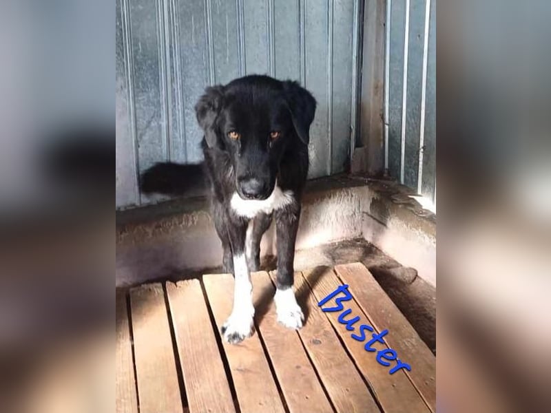 Buster - black is beautyful