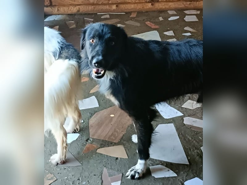 Buster - black is beautyful