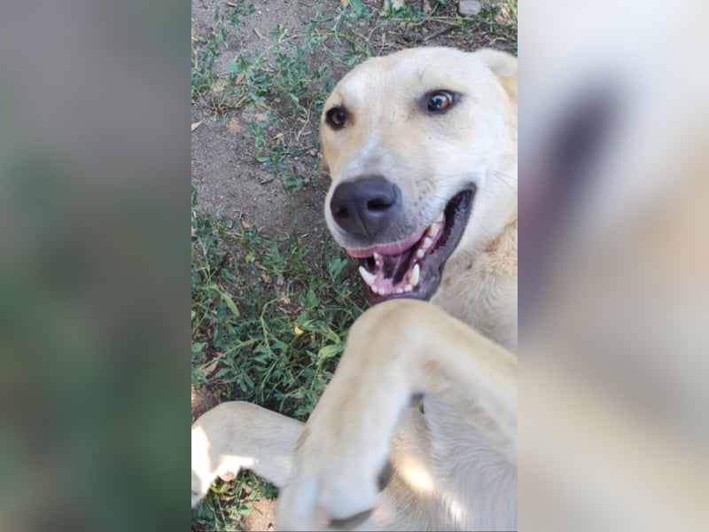 LOLA - sucht ihre Menschen